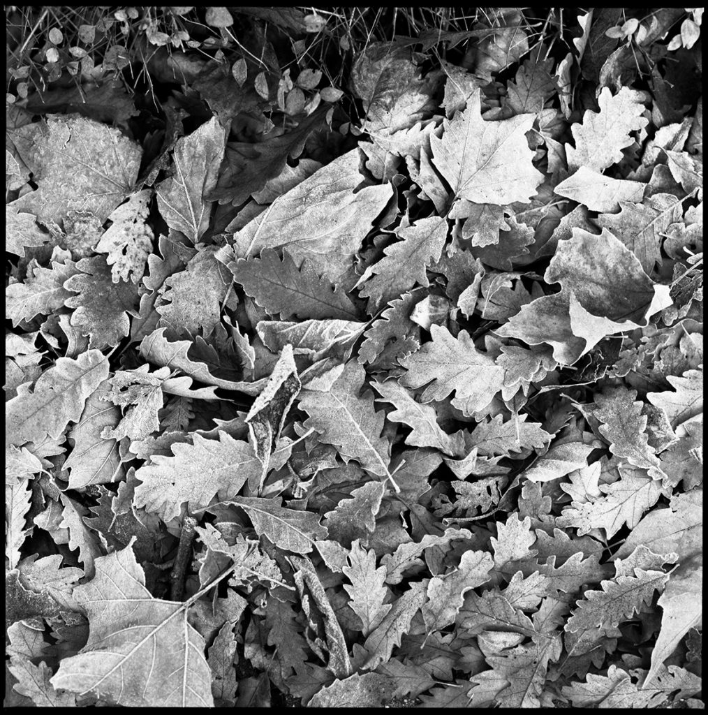 frosty-leaves