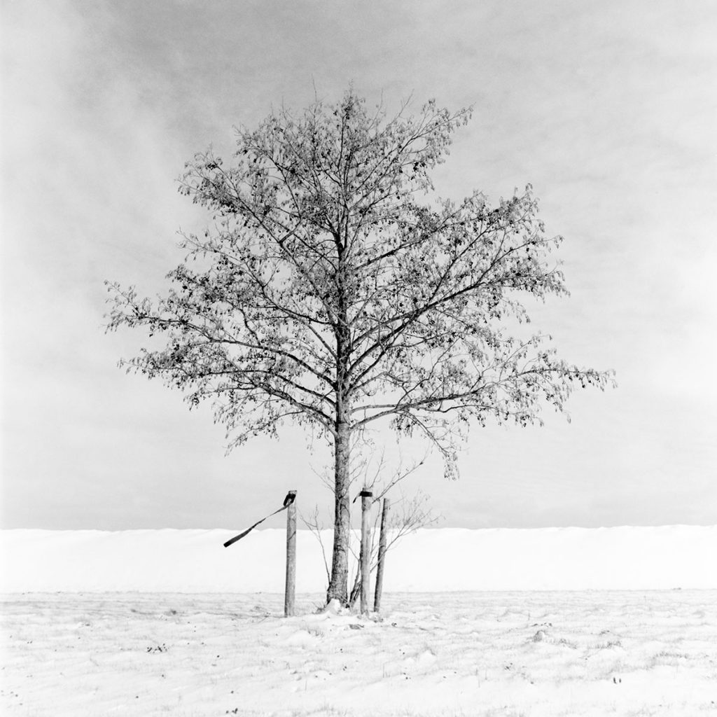 Young tree in snow
